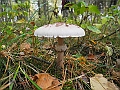 DSCN0117
