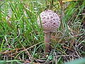 DSCN0209