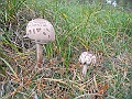 DSCN0498