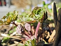 DSCN0069