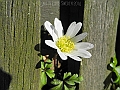 DSCN0077